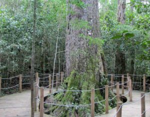 The Big Tree attraction in Tsitsikamma
